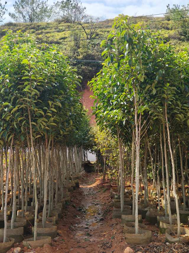 乡村绿化优质树种——铁冬青（苗） 