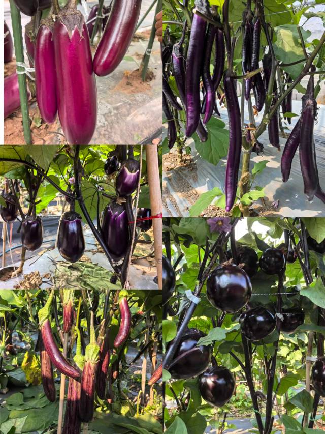 王勇兵种植的各式茄子长势良好。