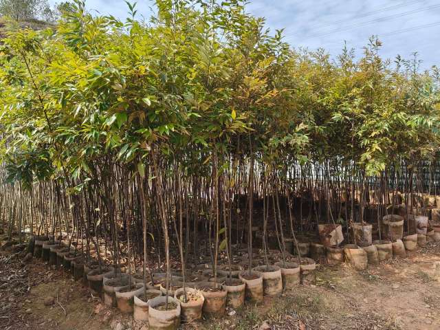 乡村绿化优质树种——红锥（苗）  