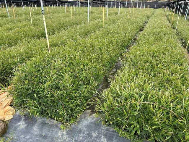 乡村绿化优质树种——黑木相思（苗）  