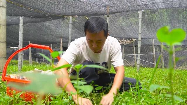 返乡青年冯国富，专攻深山菌菇的直播带货。