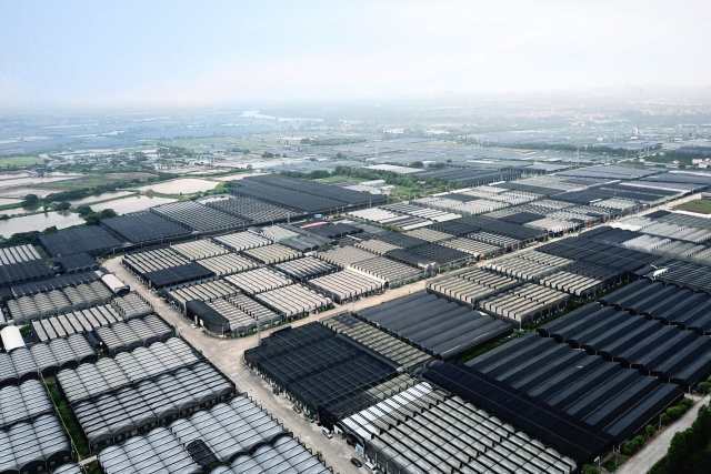 佛山市南海区花卉园艺核心区。
