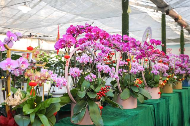 广东蝴蝶兰深受全球客户欢迎。