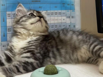 一文读懂中国宠物经济地图｜这些地方搞定了1.2亿“毛孩子”的幸福生活