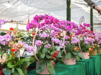 岭南花香飘世界！广东花卉行销80多个国家和地区丨广货行天下