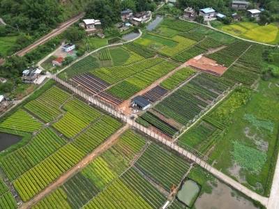 连起来可绕赤道20圈！“十四五”广东种植苗木约8亿株