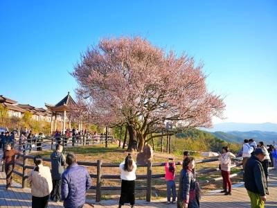冬日“顶流”！梅州潮塘古梅进入盛花期，小山村靠它吃上“生态饭”