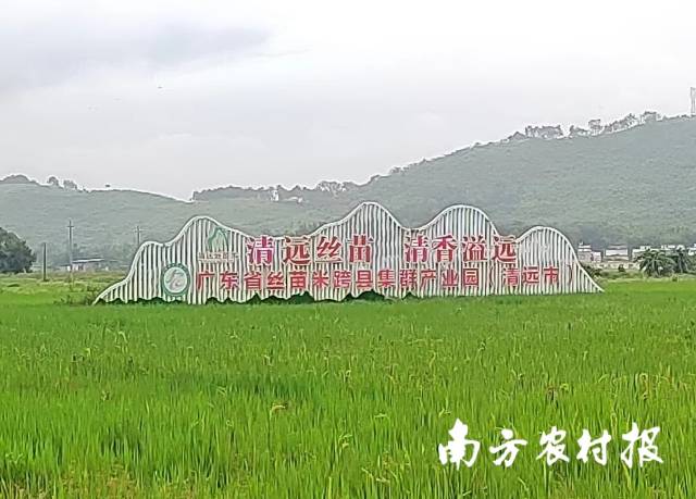 广东省丝苗米跨县集群产业园（清远市）。