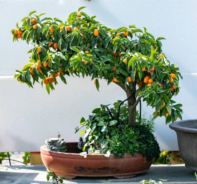 造型独特的年桔“身价”可翻数倍。