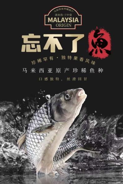 全国各地农特精选区将会有马来西亚原产珍稀鱼亮相。 禅城区农业农村局供图