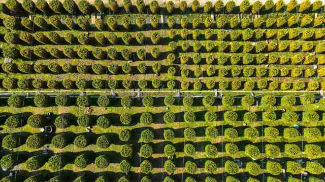 佛山陈村年桔种植基地。