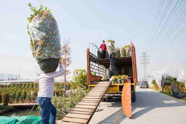 打包好的年桔正在装车。