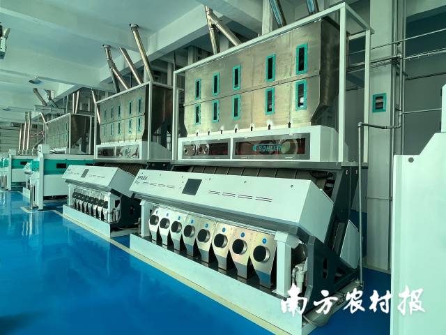 清远丝苗米已采用全自动化色选处理。