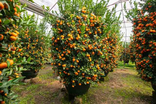 3米高的巨型年桔售价高达5000元。