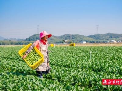 智聚“岭南蔬菜之乡”，迈向下一个五年