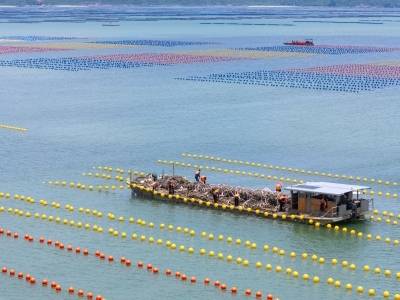 广货行天下丨“南水蚝”国家地理标志品牌建设启动