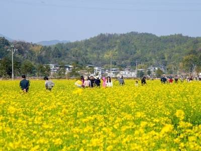 视频｜周末约起～冬日限定金黄，梅县区悦来村这片花海太治愈了