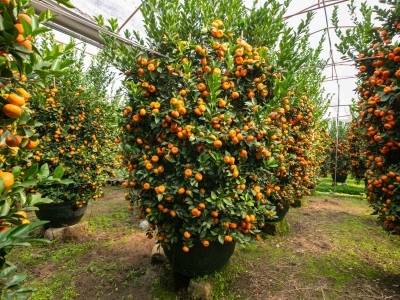 从村里的“黄金果”到世界春节符号：一位村支书的年桔文化梦丨2026广东两会