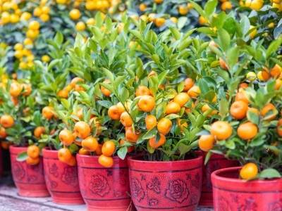 岭南金桔映新春！近600万盆广东年桔全球发货|广货行天下