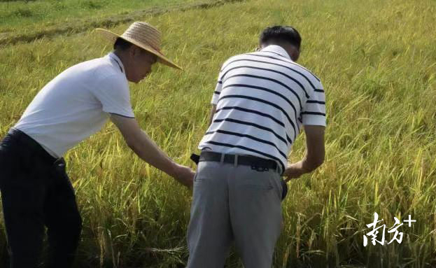 洪流村引入“香汕油占一号”优质稻种。受访者供图。