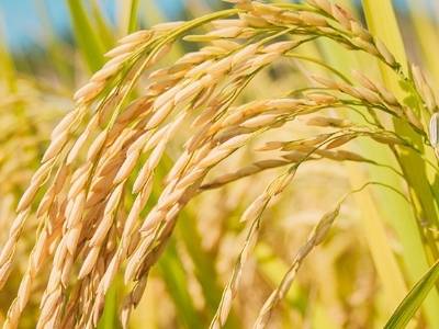 农业农村部谈土地延包矛盾诉求：鼓励通过集体收益分配、提供就业、岗位安置等方式解决