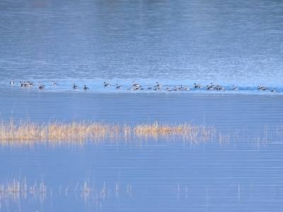 记录越冬水鸟超15万只！广东完成全国越冬水鸟同步监测