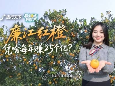 “橙界天花板”，廉江红橙凭啥年赚25亿？｜粤来粤好百千万