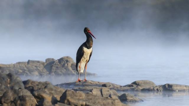 记录增至285种！“鸟中大熊猫”黑鹳首现韶关丹霞山