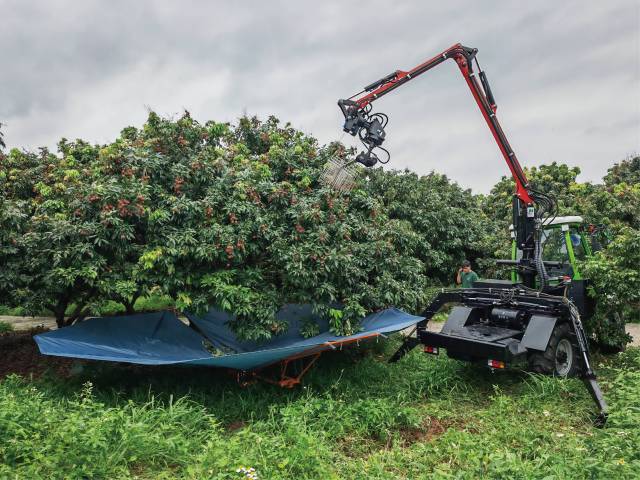 荔枝高枝采摘机器人。