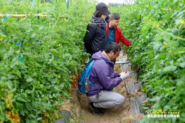 第五届樱桃番茄擂台赛评选现场 第五届樱桃番茄擂台赛评选现场