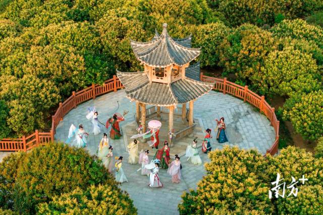 荔枝花开时的滩底村荔枝园