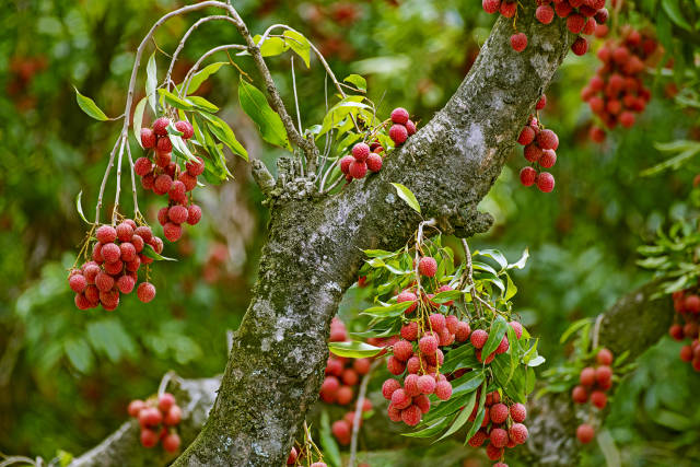 茂名荔枝。