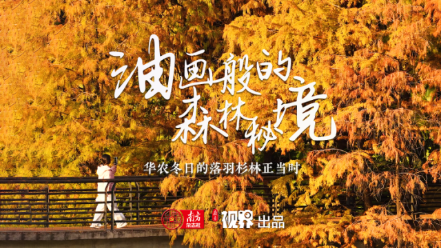 油画般的“森林秘境” ！华农冬日的落羽杉林“红”了