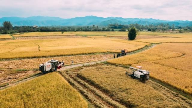 耕地面积连续4年稳健增长！惠州不断筑牢耕地保护根基