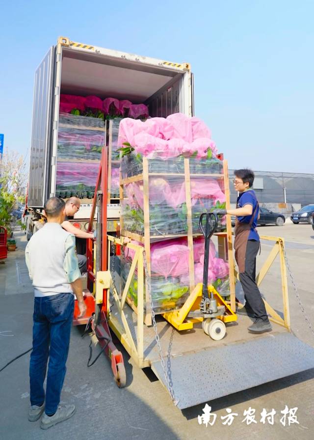 工人们将准备出口的蝴蝶兰打包、装车。