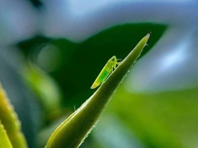 一片虫眼嫩芽的“远行”密码丨广货行天下·河源好风物