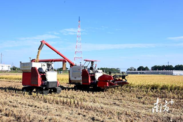 广州市黄埔区大吉沙岛智慧农场内，无人驾驶收获机正向运粮车自动卸粮。   