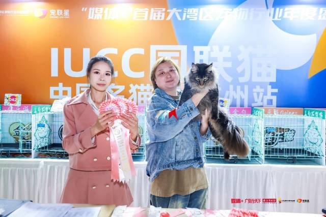 刘婧带着她的缅因猫参加猫猫选美比赛。