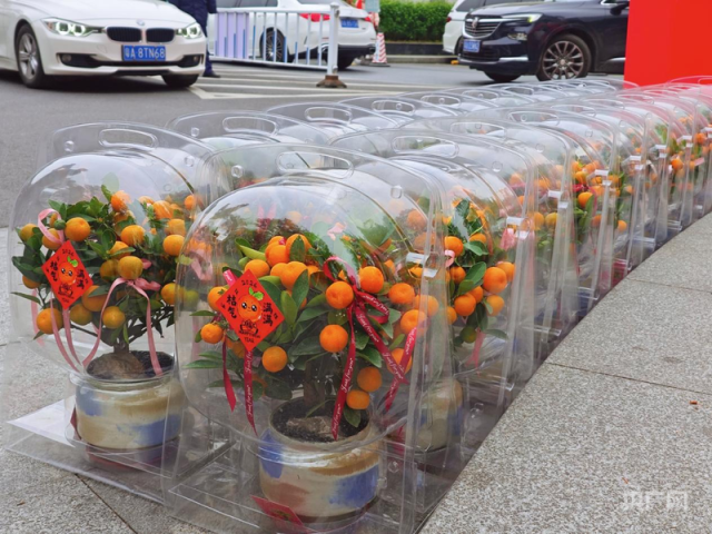 现场展示的中国年桔。