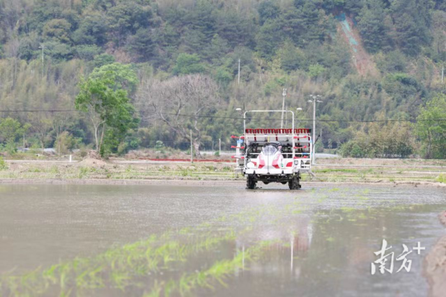 无人驾驶水稻插秧机现场作业演示。  