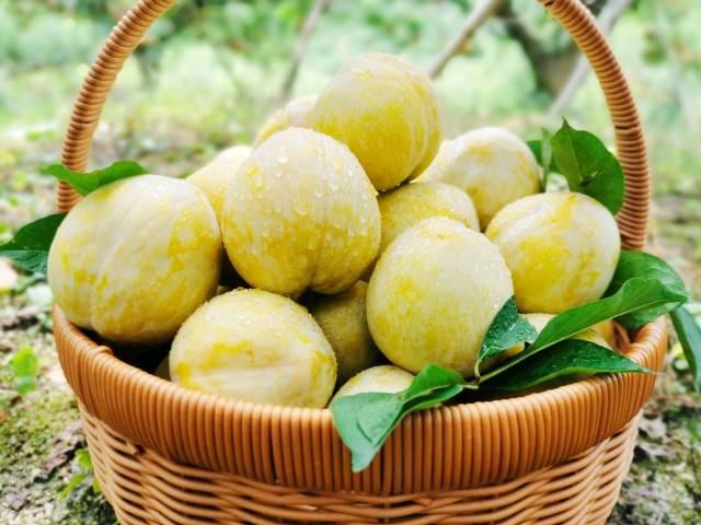 乐昌黄金柰李被誉为“李子中的爱马仕”。