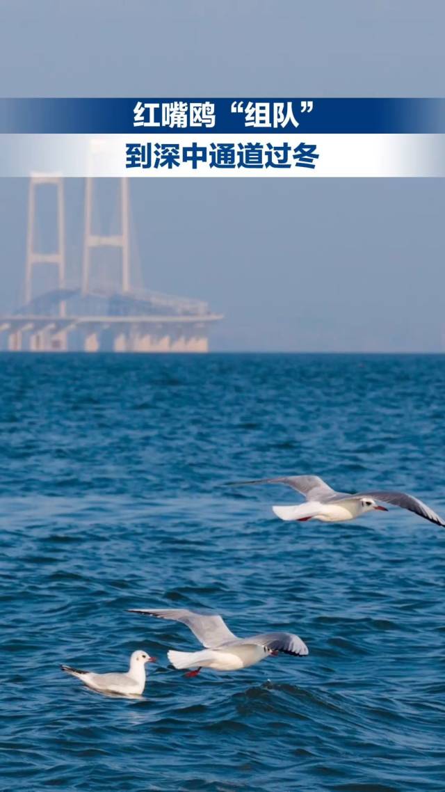 红嘴鸥“组队”到深中通道过冬