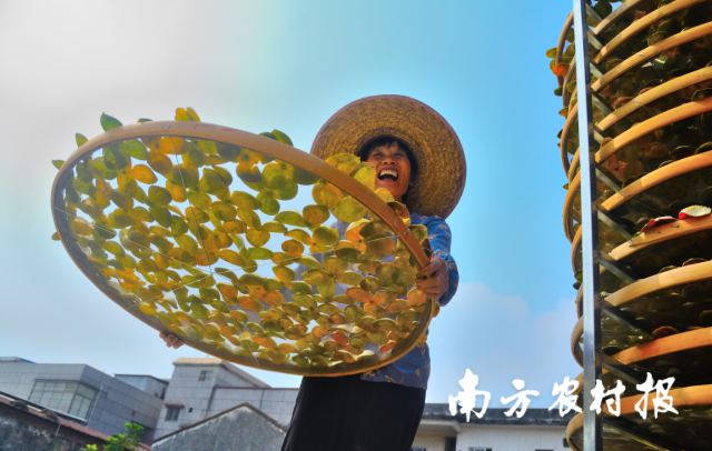 新会柑农开柑晒皮。资料图片