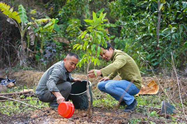 吴宇辉指导“新荔农”黄方贤定植荔枝树。
