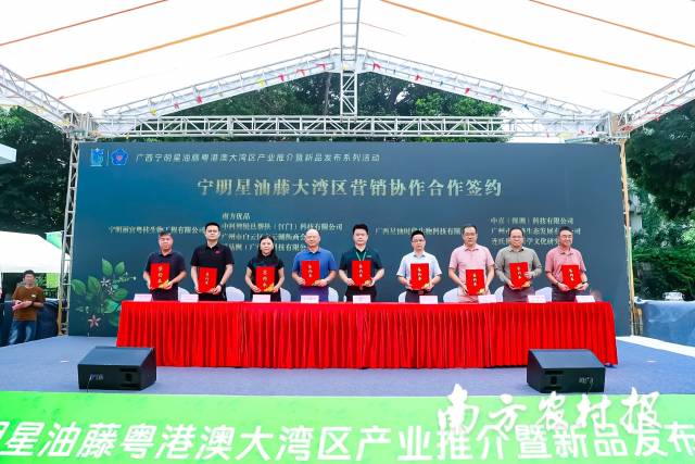 “宁明星油藤粤港澳大湾区产业推介暨新品发布会”达成营销协作合作签约现场。
