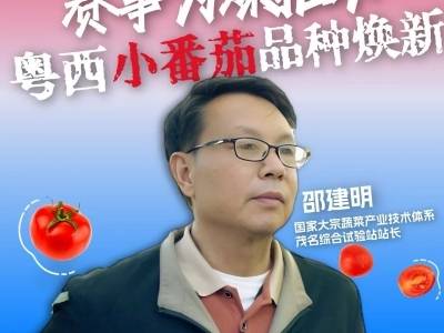邵建明：以赛事为媒，推动茂名樱桃番茄品种焕新！