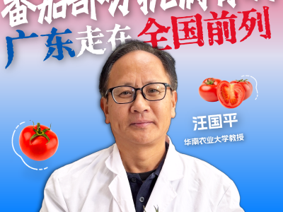 汪国平：番茄部分抗病育种，广东走在全国前列！