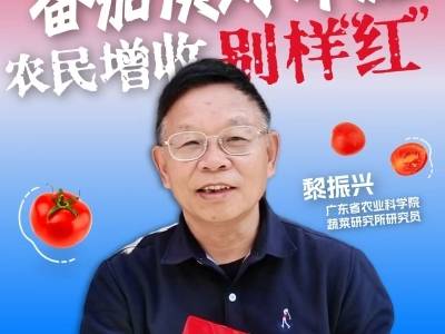 黎振兴：番茄质好价优，农民增收别样“红”！