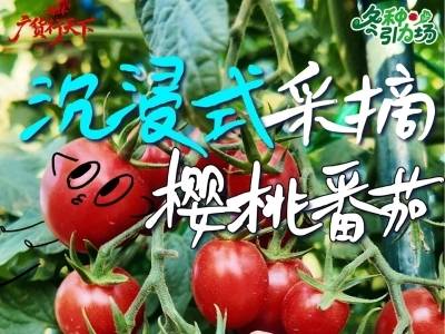 在茂名市新华农场，沉浸式采摘番茄