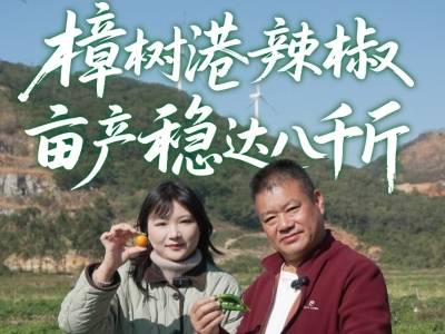 冬种引领力 | 樟树港辣椒 亩产稳达八千斤